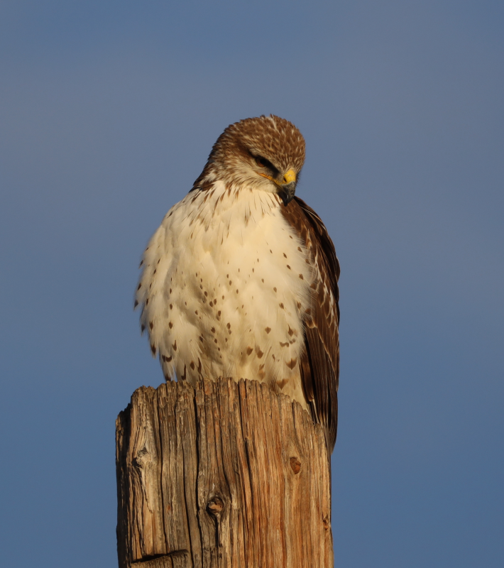 Immature Ferruginous Hawk 12/30/21