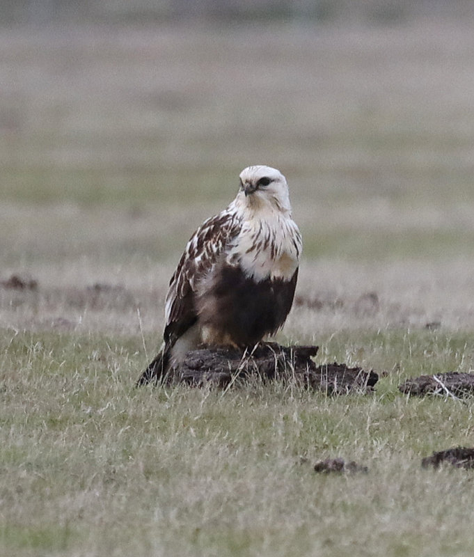 Rough-legged Hawk - Panoche Valley Jan 3 2022 CBC