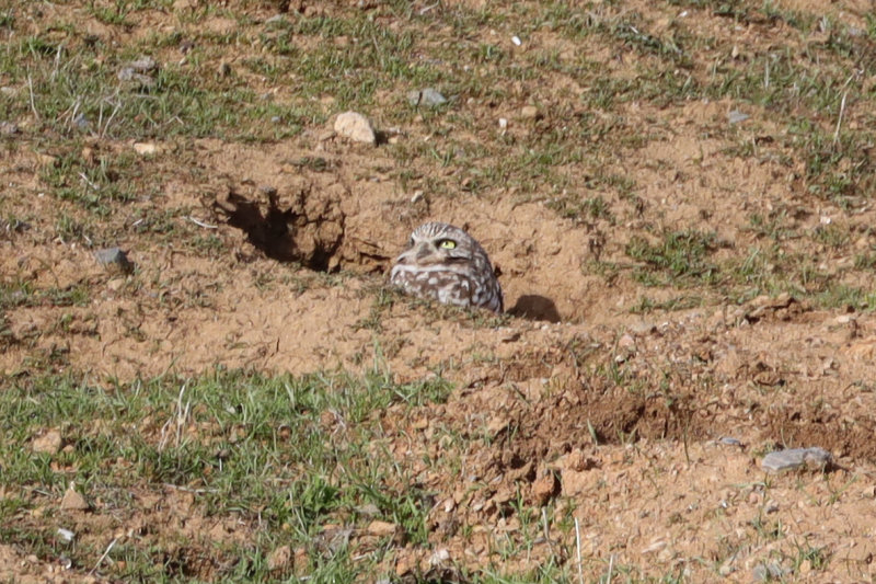 Burrowing Owl - Better view