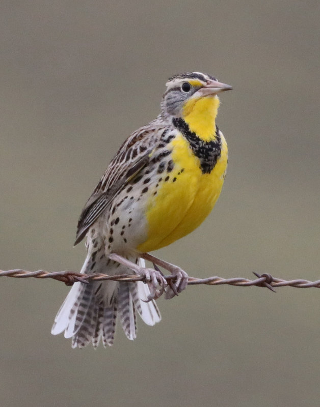 Western Meadowlark