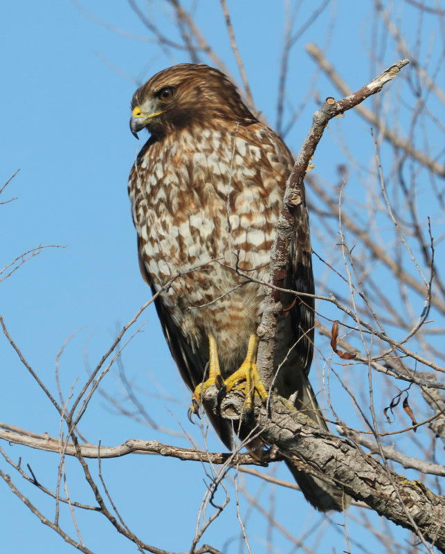 Immature Red-shouldered Hawk