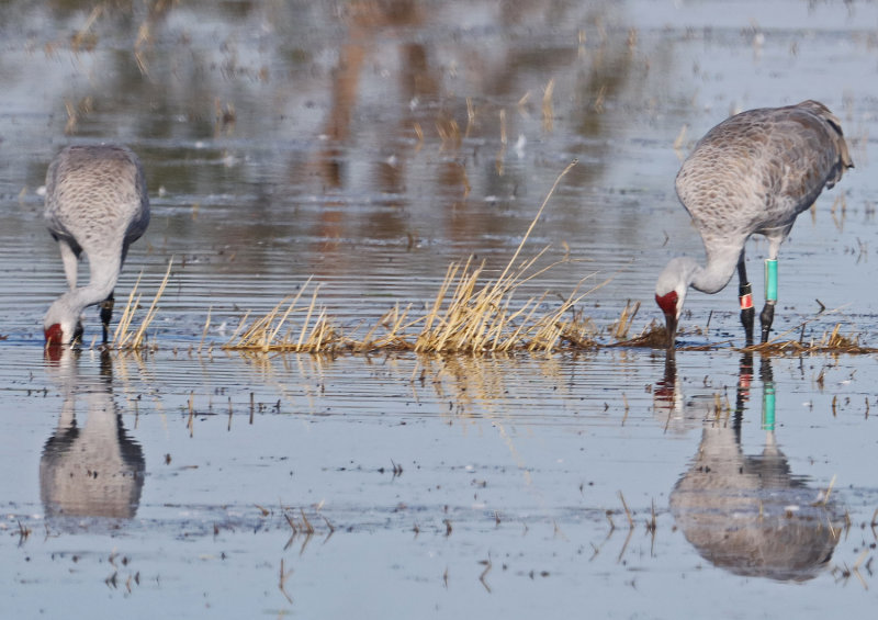 Banded Sandhill Cranes