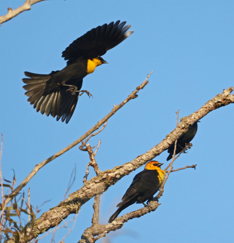 Yellow-headed Blackbirds