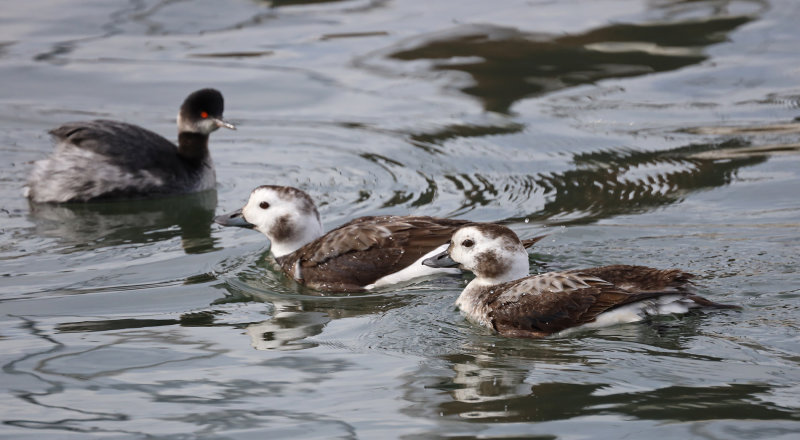 Long-Tailed Ducks - Moss Landing Harbor