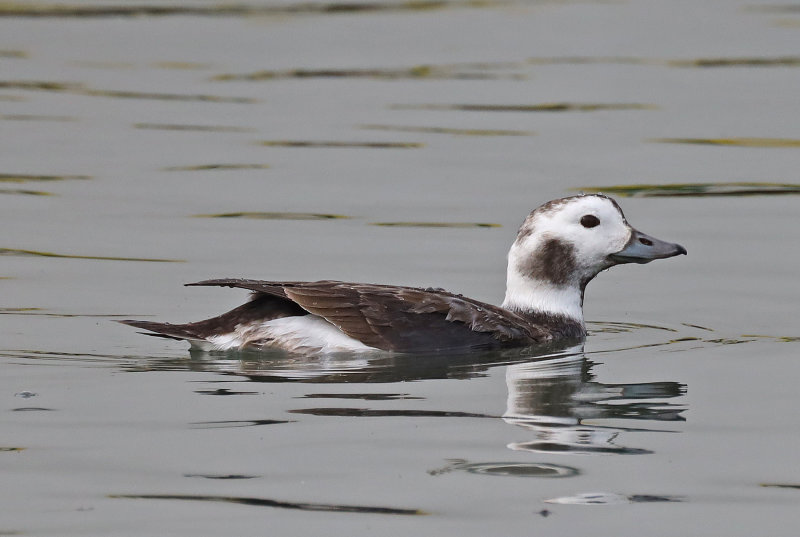  Long-tailed Duck