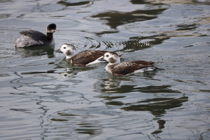 Long-tailed-Ducks-Moss-Harbor-1-15-22