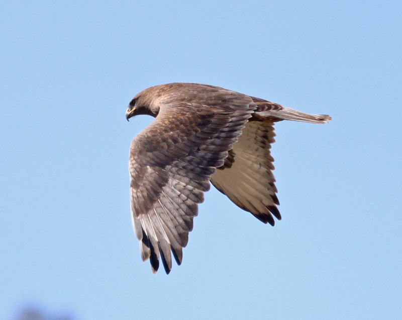 Dark Ferrugie in flight