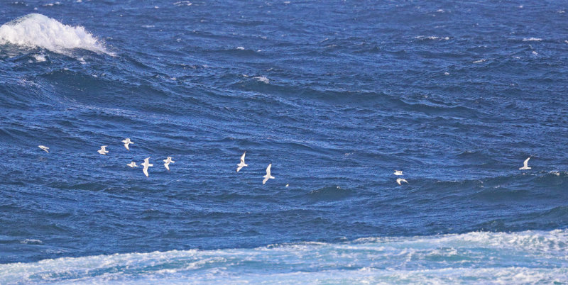 BL-Kittiwakes