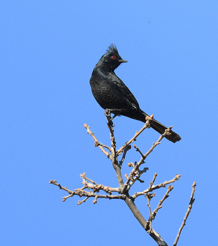 Phainopepla