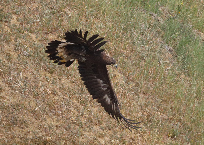 Immature Golden Eagle in Flight