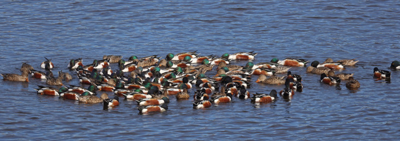 A Swirl of Shovelers