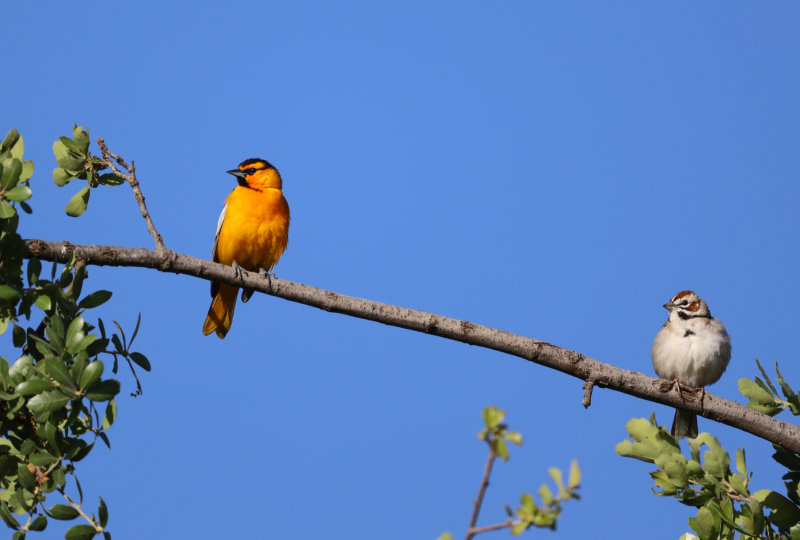 Profiles in Spring