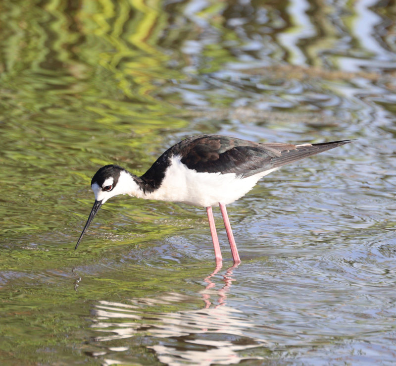 Black-necked Stilt