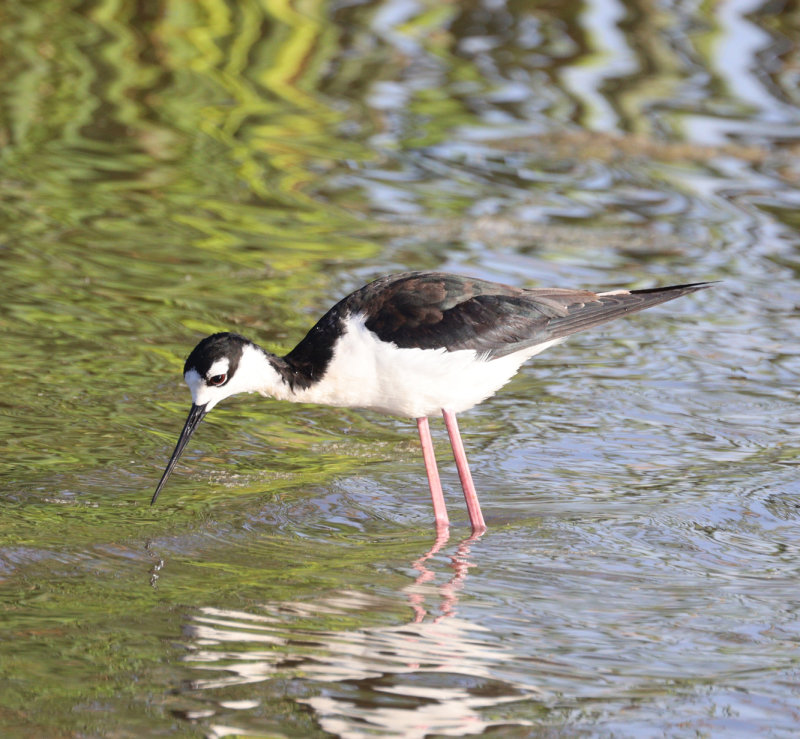 Black-necked Stilt 