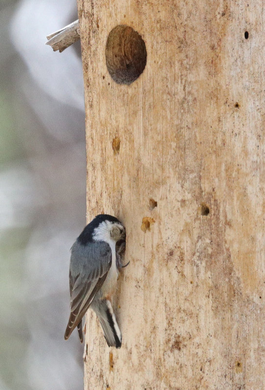 White-breasted Nuthatch