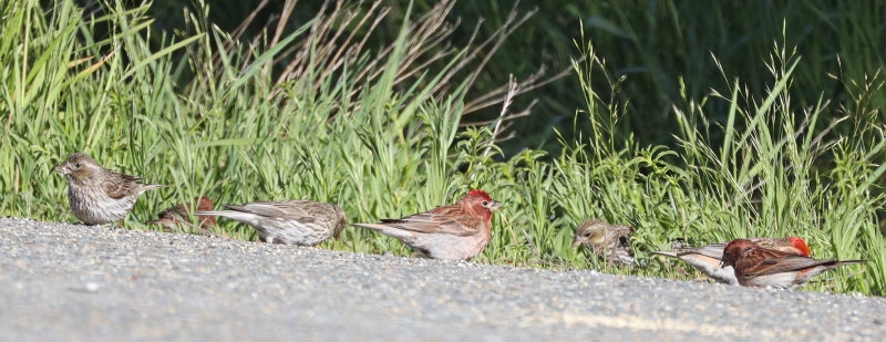 Cassin's Finches 