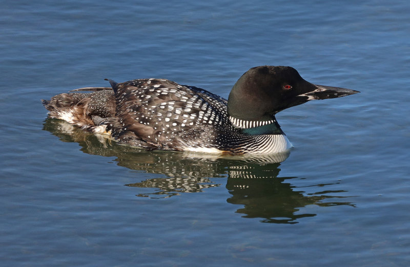 Common Loon - Alternate Plumage