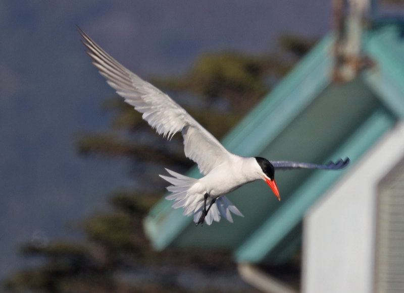 Caspian Tern