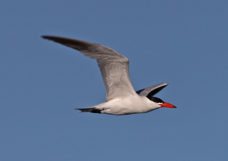 Caspian Tern - in Flight