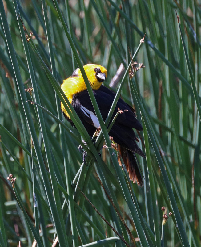 Yellow-headed Blackbird 
