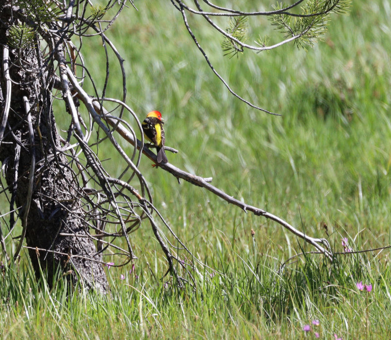 Of Tanagers and Shooting Stars