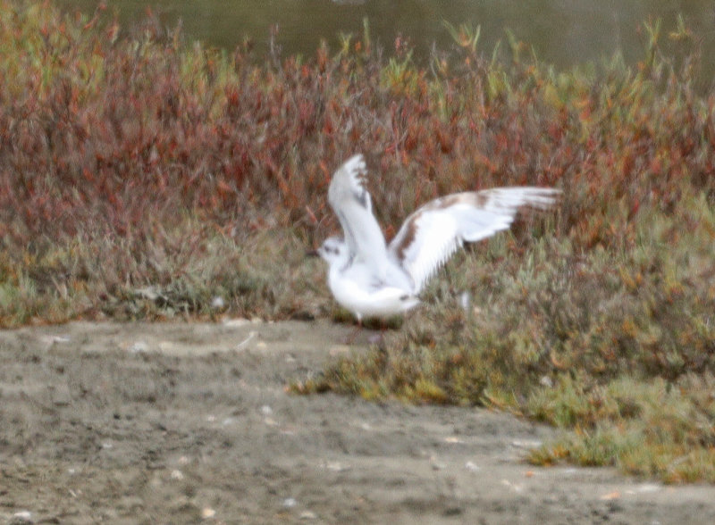 Little-Gull-Wings-extended