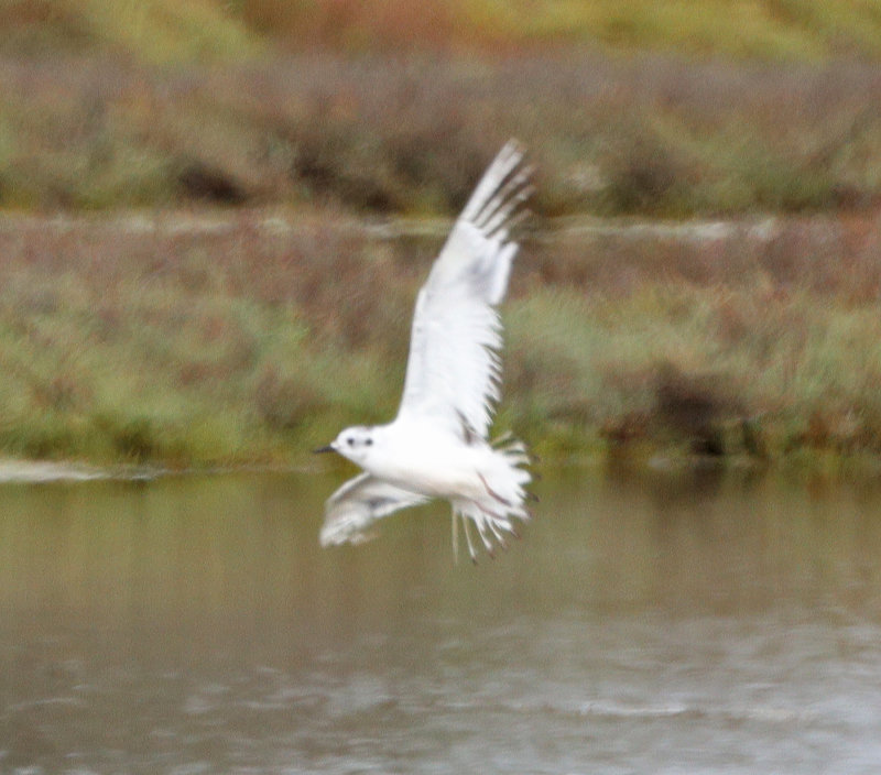 Little-Gull-in-flight
