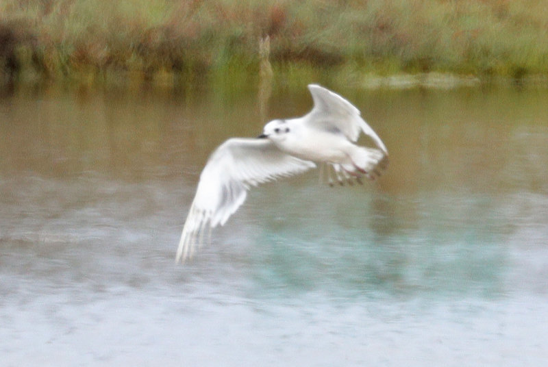 Little-Gull-in-flight-2