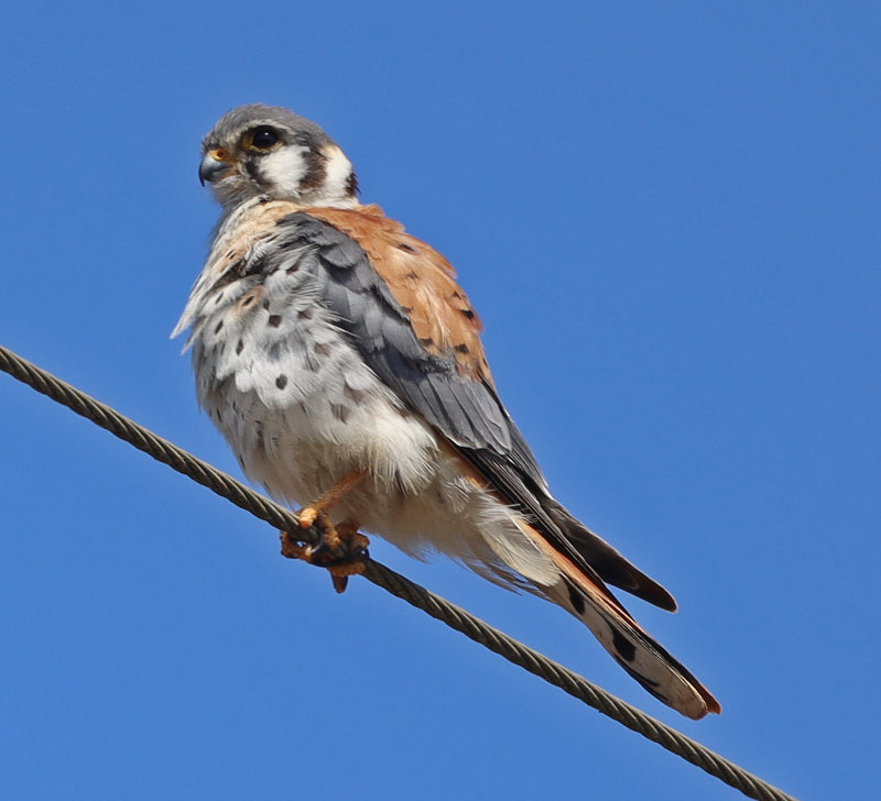 American Kestrel