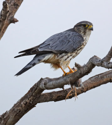 Falcons