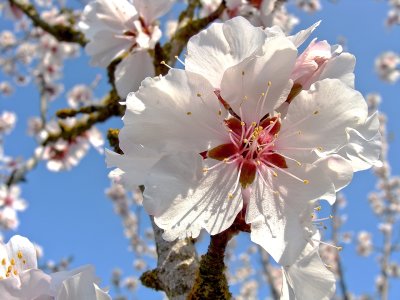 Prunus Persica