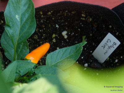 Bulgarian Carrot
