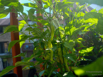 peppers_Charles_001.jpg