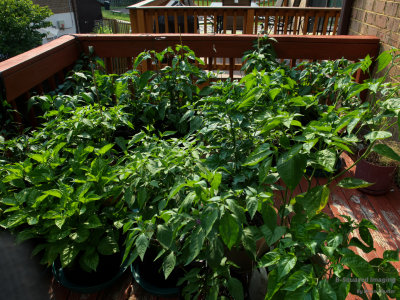 peppers_Deck_002.jpg