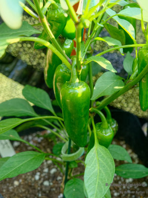 peppers_Jalapenos_001.jpg