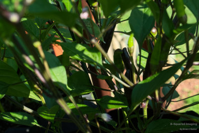peppers_PurpCayenne_001.jpg