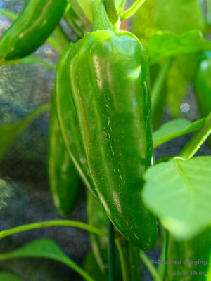 peppers_Jalapenos_002.jpg