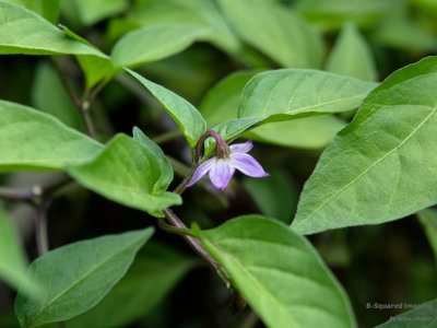 peppers_PurpCayenne_002.jpg