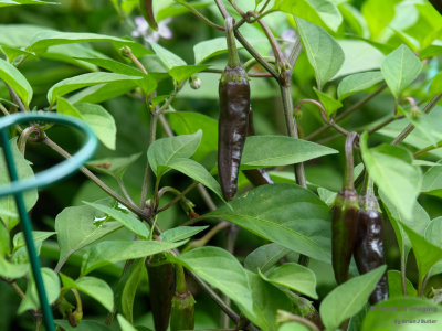 peppers_PurpCayenne_003.jpg