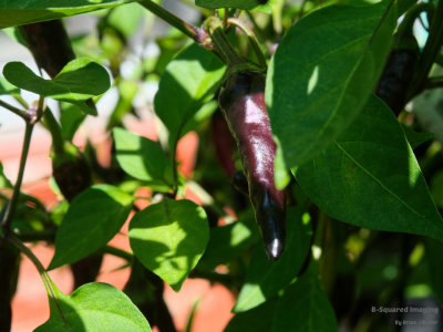 peppers_PurpCayenne_004.jpg