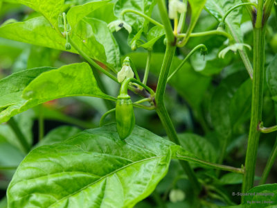 peppers_SpinTop_001.jpg