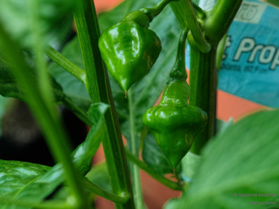 peppers_SpinTop_003.jpg