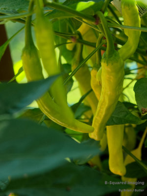 peppers_Charles_004.jpg