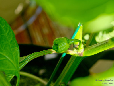 peppers_peachghost_001.jpg
