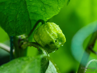 peppers_peachghost_003.jpg