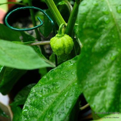 peppers_bubblegum_005.jpg