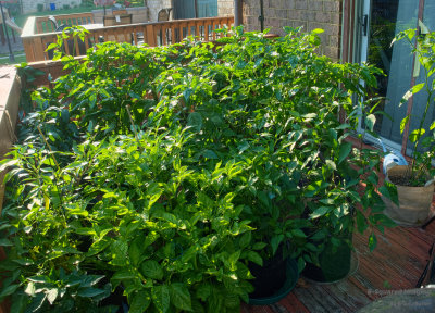 peppers_Deck_005.jpg
