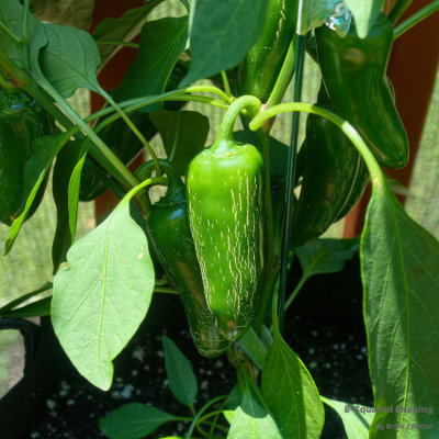 peppers_Jalapenos_003.jpg