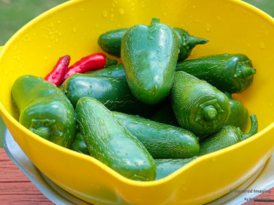 peppers_Jalapenos_004.jpg