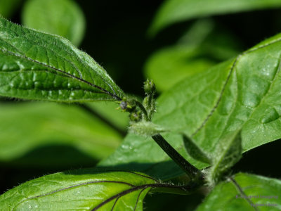 peppers_Manzano_001.jpg